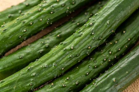 Freshly harvested cucumbers, fresh vegetables.の写真素材