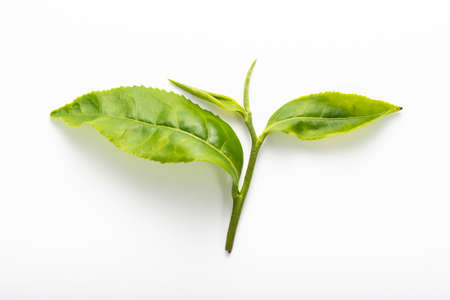 Close up of tea leaves on white background.の写真素材