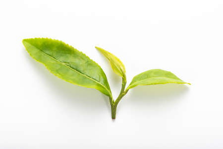 Close up of tea leaves on white background.の写真素材
