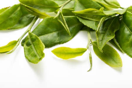 Close up of tea leaves on white background.の写真素材