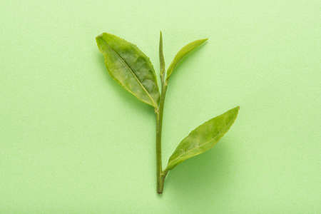 Close up of tea leaves on green background.の写真素材