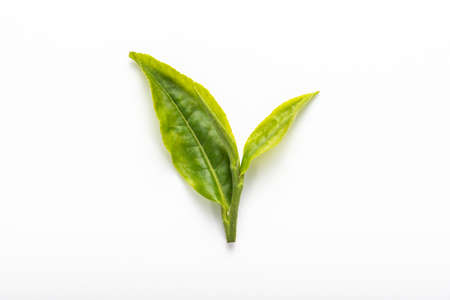 Close up of tea leaves on white background.の写真素材