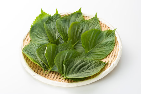EGOMA, Perilla frutescens, Edible leaves eaten in Japan and Asia.の写真素材