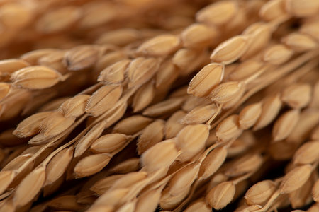 Close-up of the ear of riceの写真素材