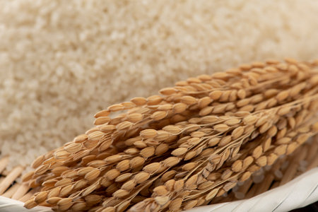 White rice "Hakumai" is polished brown rice.の写真素材