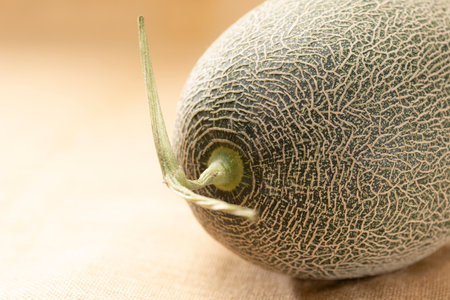 Close up of fresh green melonの写真素材