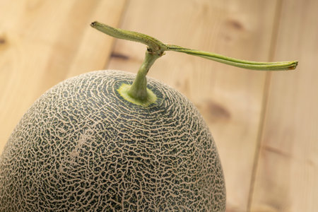 Close up of fresh green melonの写真素材