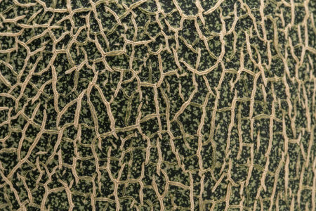 Close up of fresh green melon. Background image.の写真素材