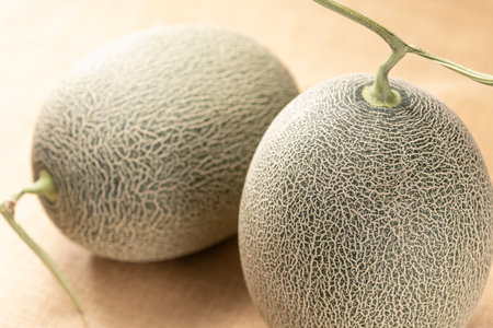 Close up of fresh green melonの写真素材