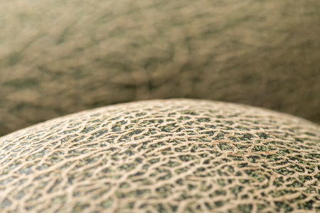 Close up of fresh green melonの写真素材
