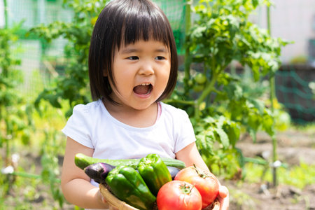 Little girl harvesting vegetables in the vegetable gardenの写真素材