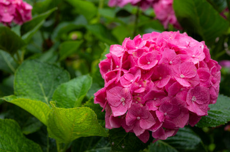 Hydrangea getting wet in the rain. Hydrangea temple in Usuki Oita Japan.の写真素材