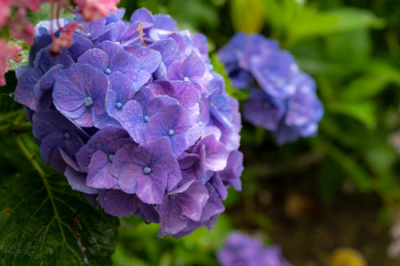 Hydrangea getting wet in the rain. Hydrangea temple in Usuki Oita Japan.の写真素材