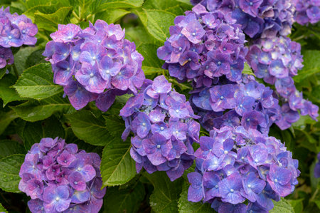 Hydrangea getting wet in the rain. Hydrangea temple in Usuki Oita Japan.の写真素材