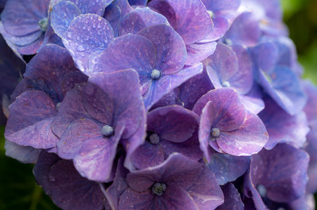 Hydrangea getting wet in the rain. Hydrangea temple in Usuki Oita Japan.の写真素材