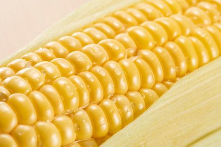 Fresh raw sweet corn.Sugo Taketa Oita Japan.の写真素材