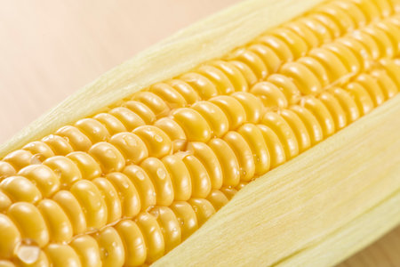 Fresh raw sweet corn.Sugo Taketa Oita Japan.の写真素材