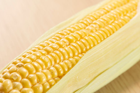 Fresh raw sweet corn.Sugo Taketa Oita Japan.の写真素材
