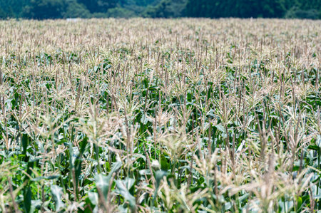 Sugou corn field. Taketa City, Oita Prefecture, Japan.の写真素材