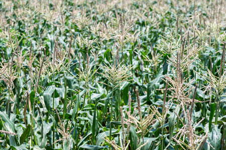 Sugou corn field. Taketa City, Oita Prefecture, Japan.の写真素材