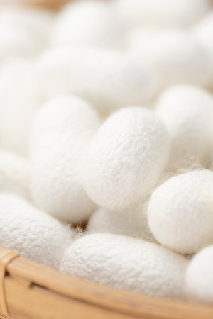 The silk in the cocoon. The silk moth can be unraveled to harvest silk fibre.の写真素材