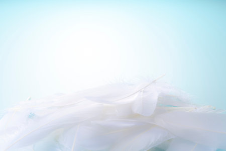 Bird feathers falling on a light blue backgroundの写真素材