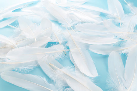 Bird feathers falling on a light blue backgroundの写真素材