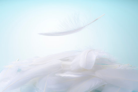 Bird feathers falling on a light blue backgroundの写真素材