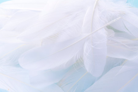 Bird feathers falling on a light blue backgroundの写真素材