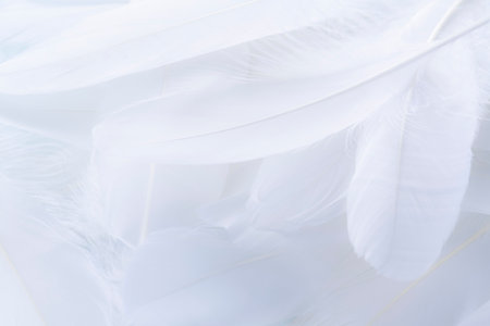 Bird feathers falling on a light blue backgroundの写真素材