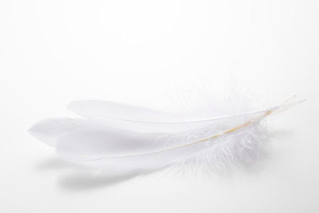Bird feathers falling on a light white backgroundの写真素材