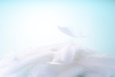 Bird feathers falling on a light blue backgroundの写真素材