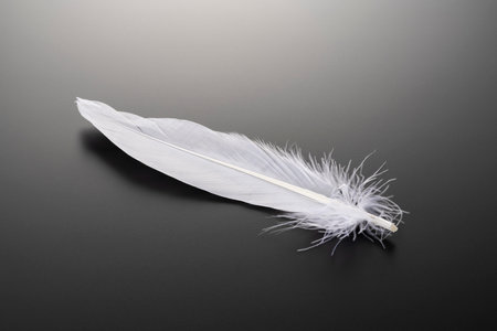 Bird feathers falling on a black backgroundの写真素材