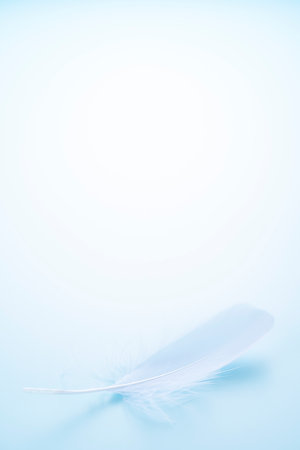 Bird feathers falling on a light blue backgroundの写真素材