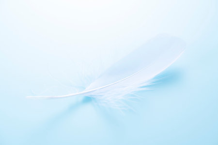 Bird feathers falling on a light blue backgroundの写真素材