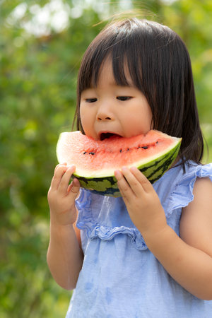 Little girl eating freshly picked watermelon in the fieldの写真素材
