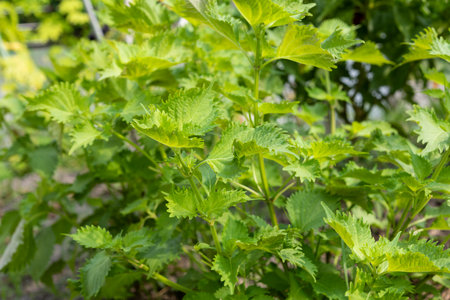 Fresh green shiso. Summer vegetables in the vegetable garden.の写真素材