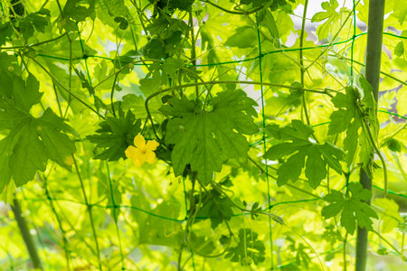 Bitter gourd green curtain. Summer vegetables in the vegetable garden.の写真素材