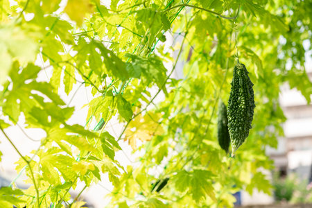 Bitter gourd green curtain. Summer vegetables in the vegetable garden.の写真素材