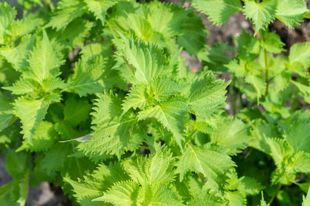 Fresh green shiso. Summer vegetables in the vegetable garden.の写真素材