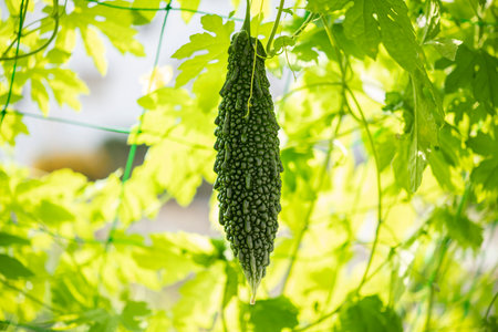 Bitter gourd green curtain. Summer vegetables in the vegetable garden.の写真素材