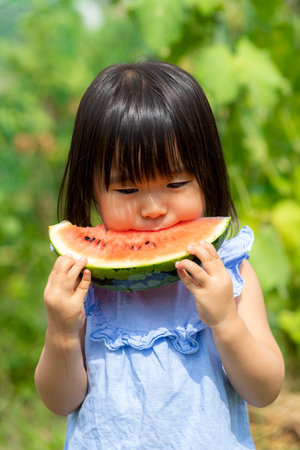 Little girl eating freshly picked watermelon in the fieldの写真素材