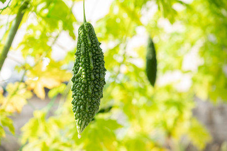 Bitter gourd green curtain. Summer vegetables in the vegetable garden.の写真素材