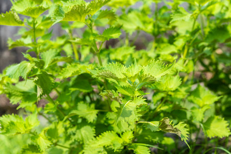 Fresh green shiso. Summer vegetables in the vegetable garden.の写真素材