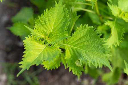 Fresh green shiso. Summer vegetables in the vegetable garden.の写真素材