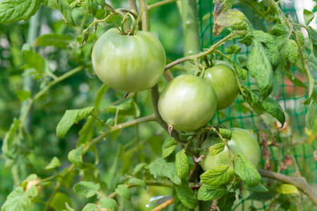 fresh tomatoes. Summer vegetables in the home garden.の写真素材