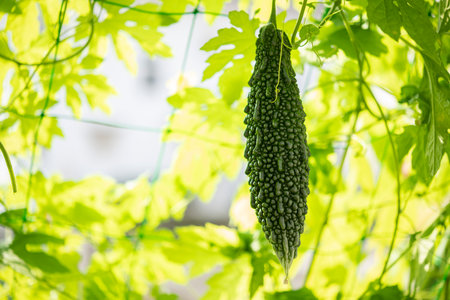 Bitter gourd green curtain. Summer vegetables in the vegetable garden.の写真素材