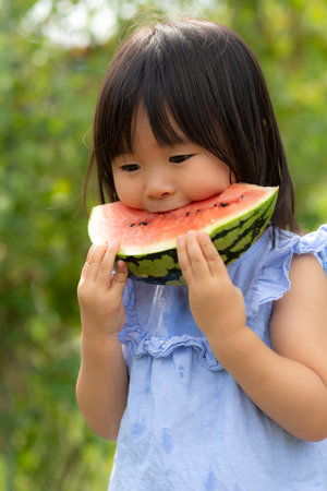 Little girl eating freshly picked watermelon in the fieldの写真素材