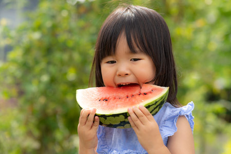Little girl eating freshly picked watermelon in the fieldの写真素材