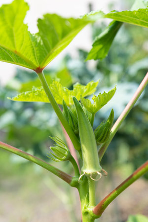 Fresh green okra. Summer vegetables in the vegetable garden.の写真素材